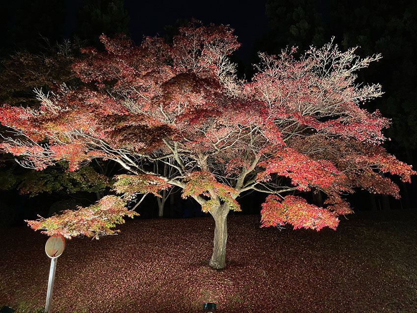 ザ・プリンス京都宝ヶ池、オートグラフコレクション|中庭