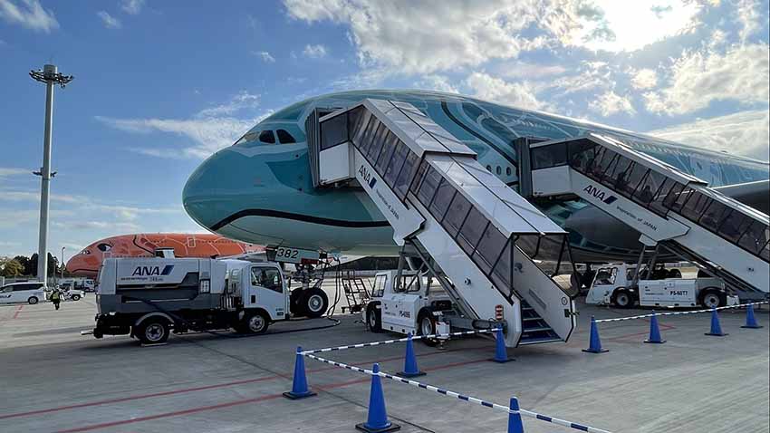 ANA　フライングホヌ