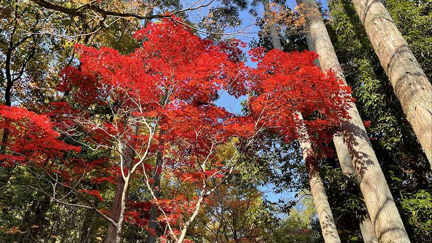 ROKU KYOTO宿泊記|紅葉