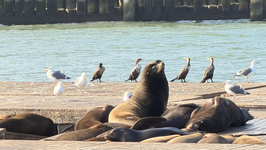 サンフランシスコ｜フィッシャーマンズ・ワーフ｜PEIR39