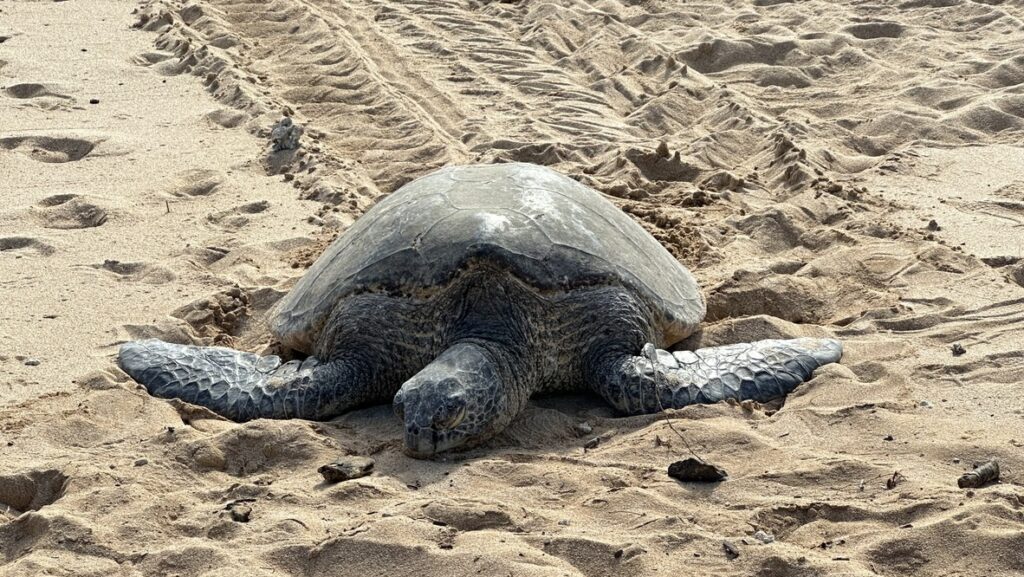 ポイプビーチの砂浜で甲羅干しするウミガメ