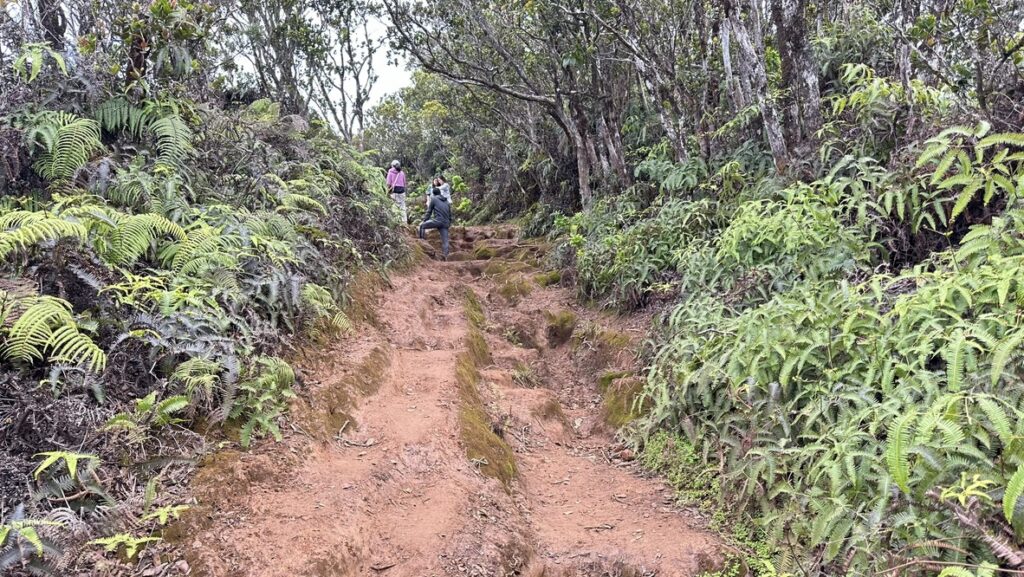 Pihea Trailの木々に囲まれた土の道