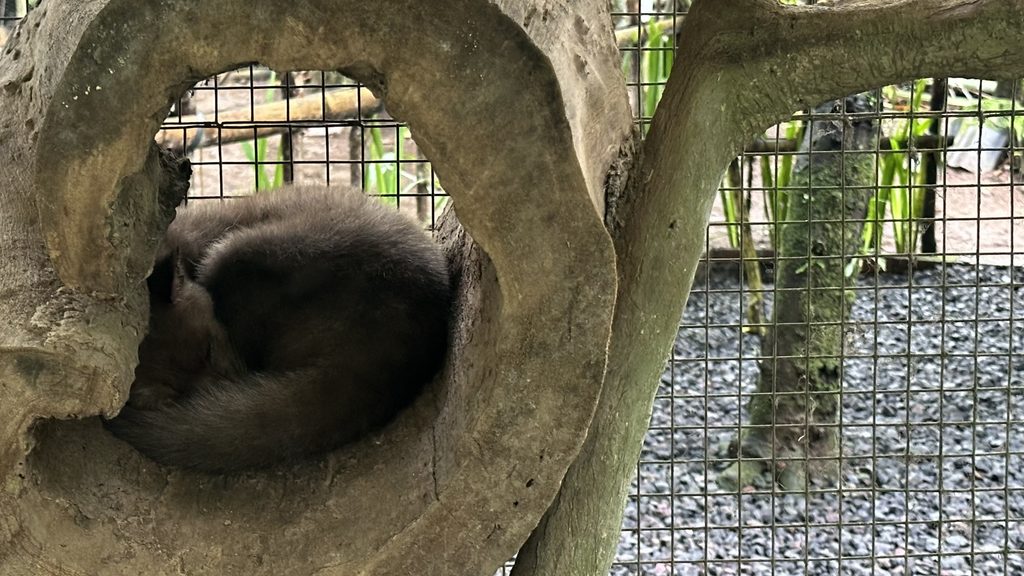 木の上で丸くなって眠るジャコウネコ