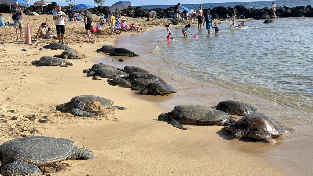 ポイプビーチの砂浜で休む多数のウミガメ