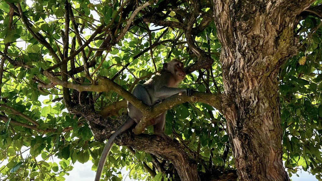 ウルワツ寺院の木の上にいるサル